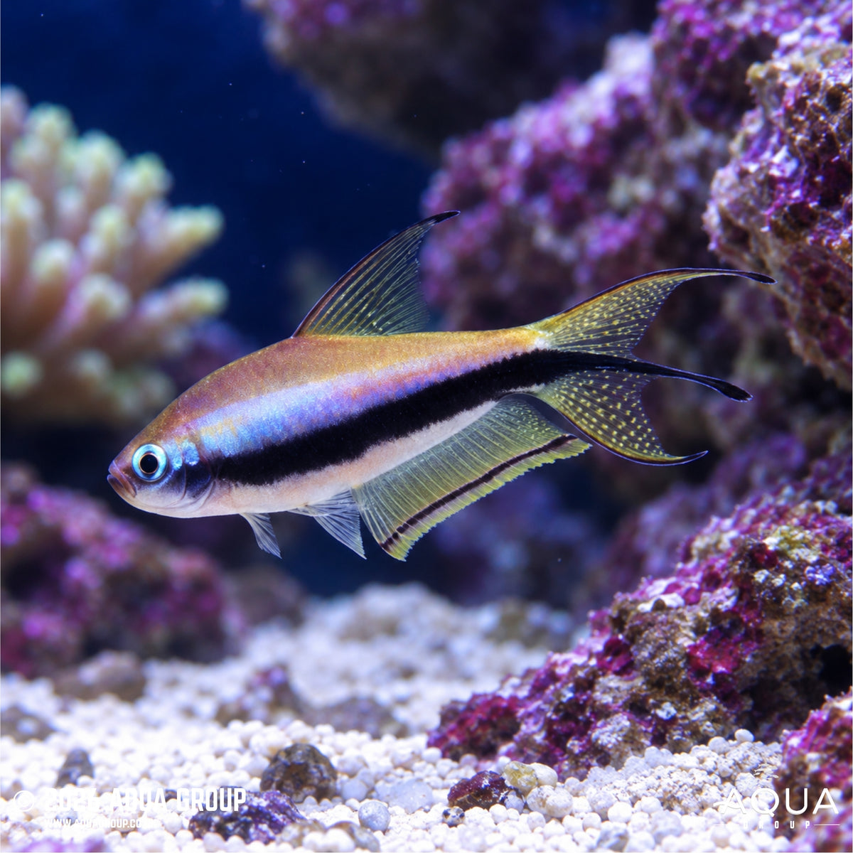Emperor Tetra - Nematobrycon palmeri