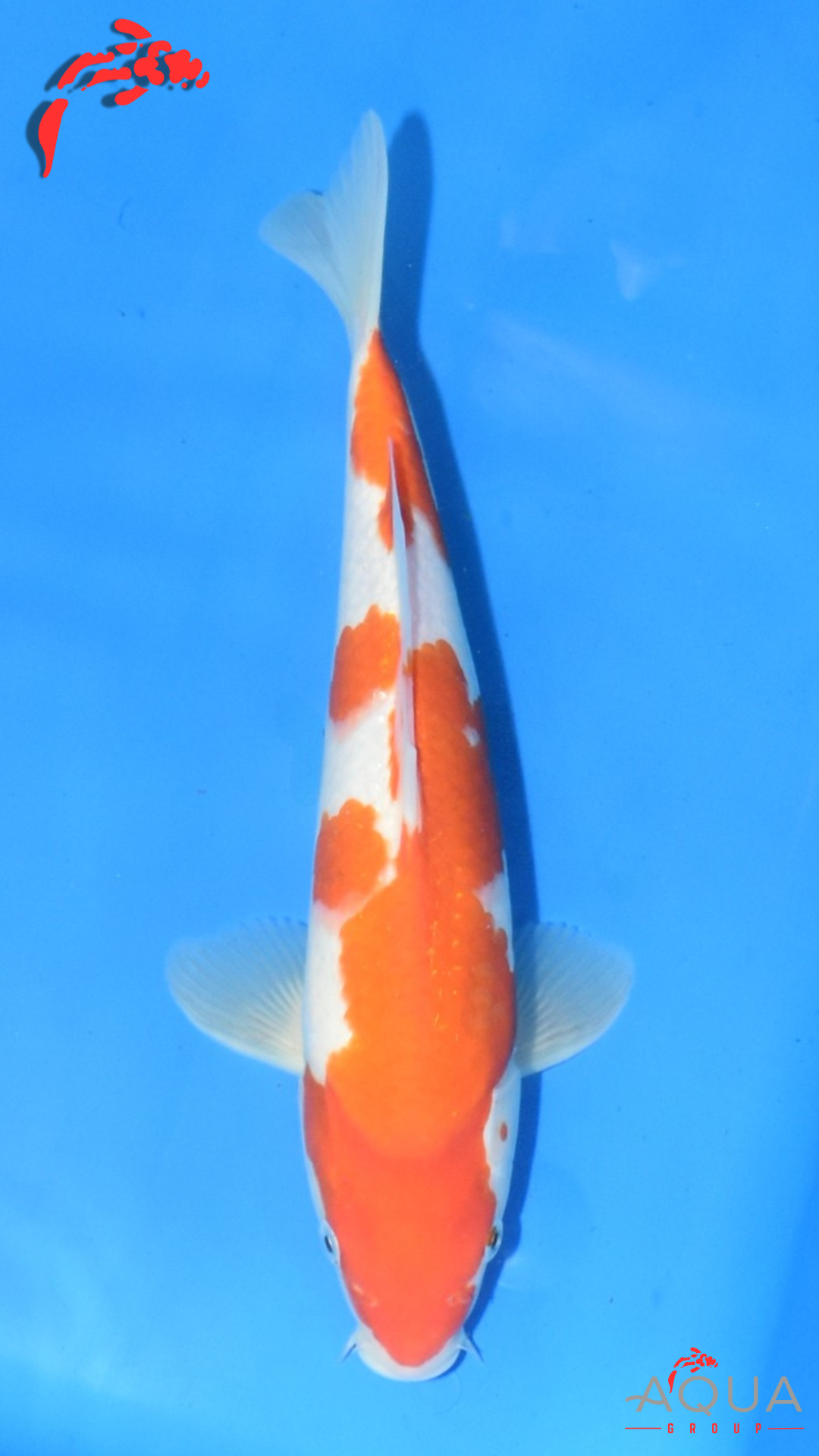 Kohaku - Maruchiku - Tosai - #26