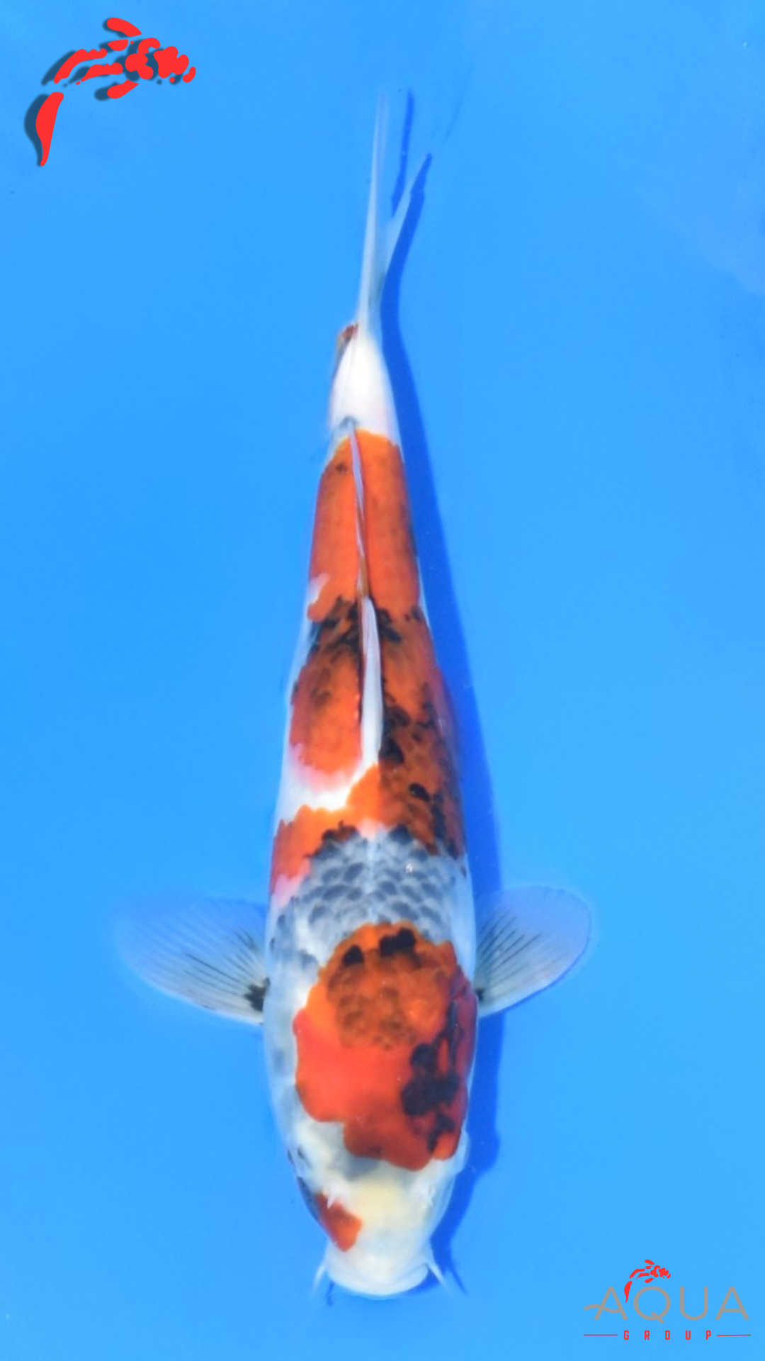 Showa - Ueno - Tosai #30 - Aqua Group