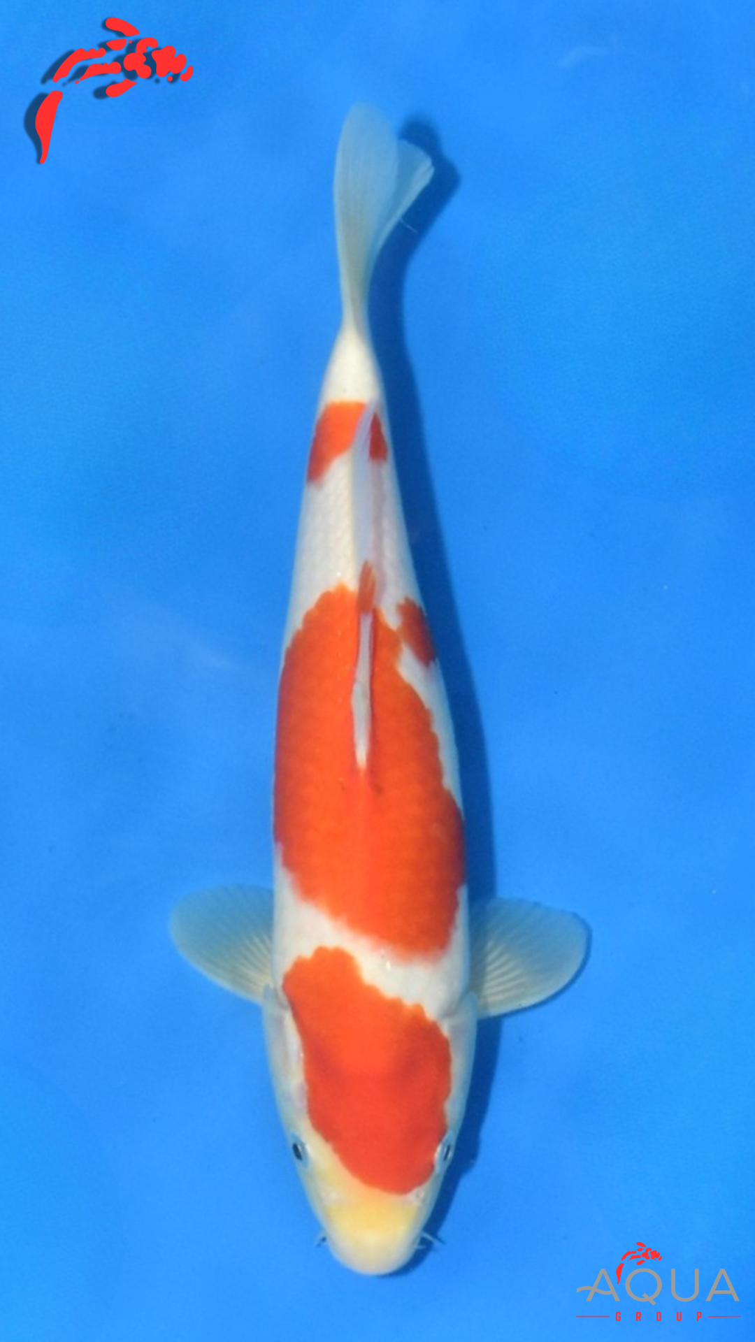 Kohaku - Maruchiku - Tosai - #28