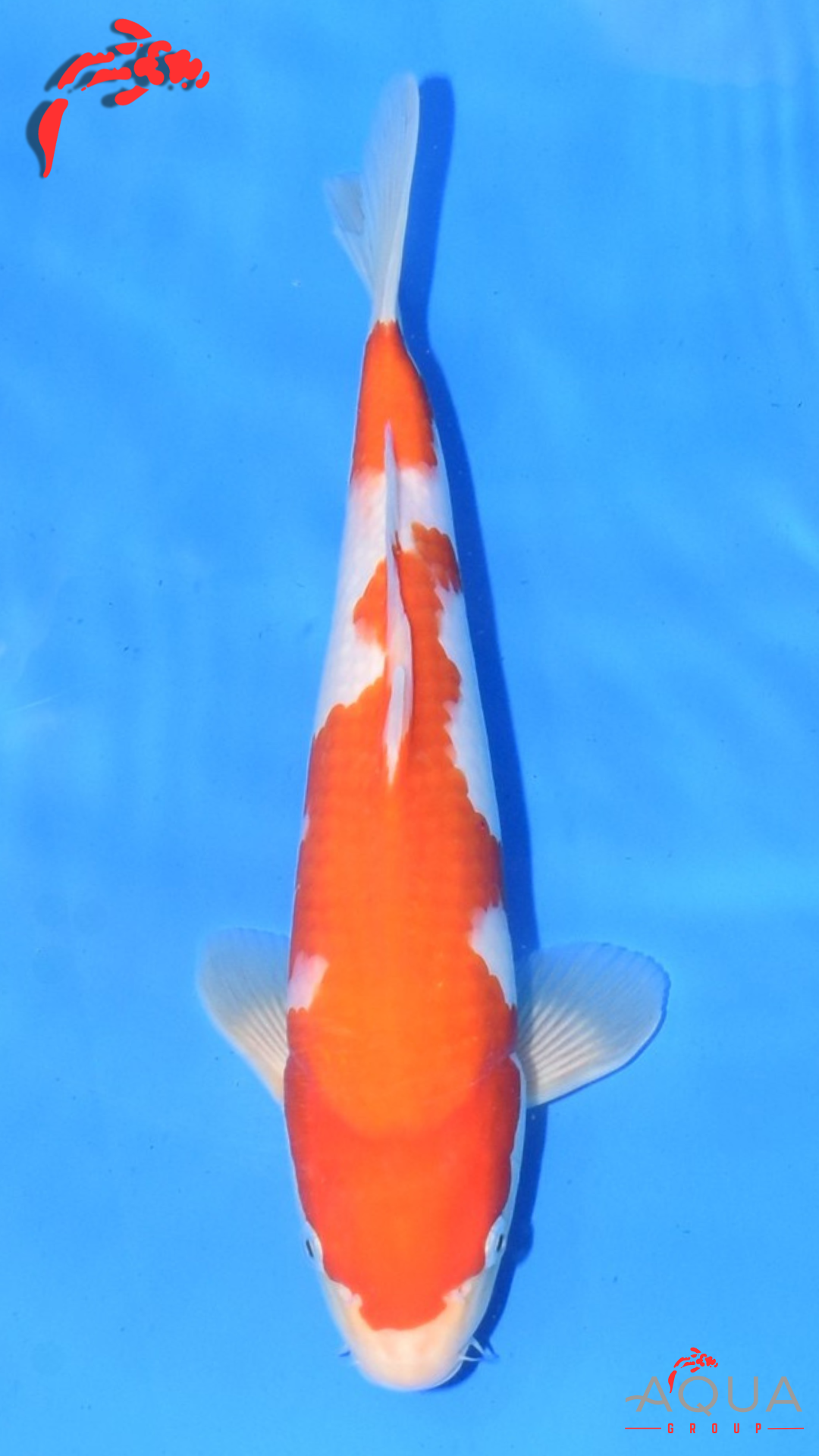 Kohaku - Maruchiku - Tosai - #12