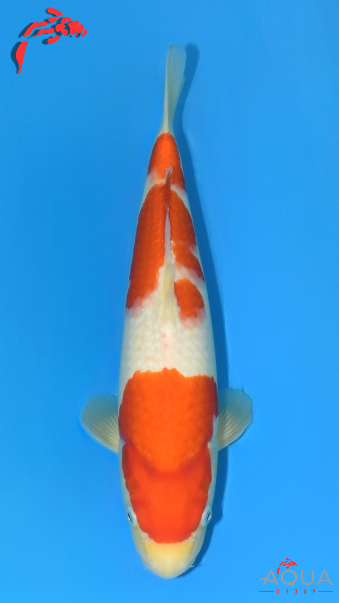 Kohaku - Matsue - Tosai - #12