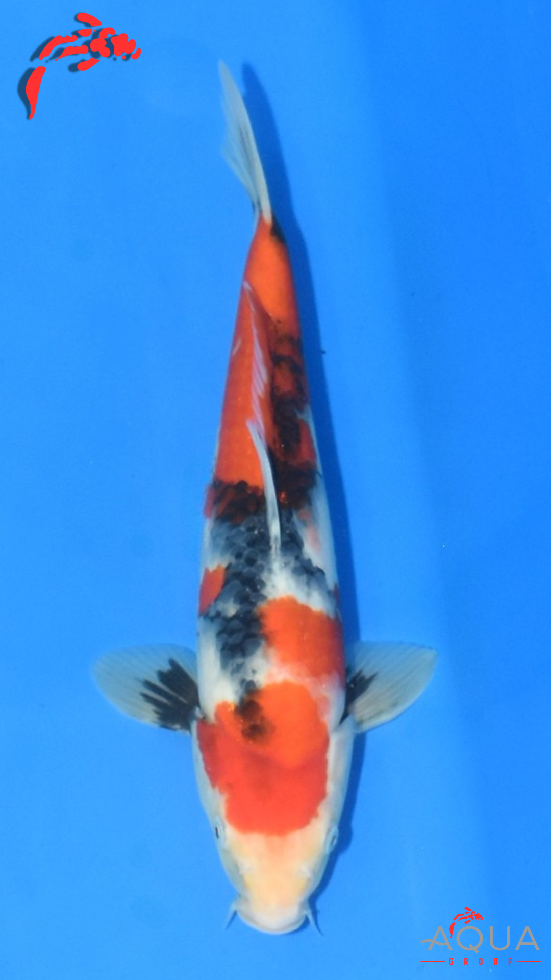 Showa - Maruchiku - Tosai - #12