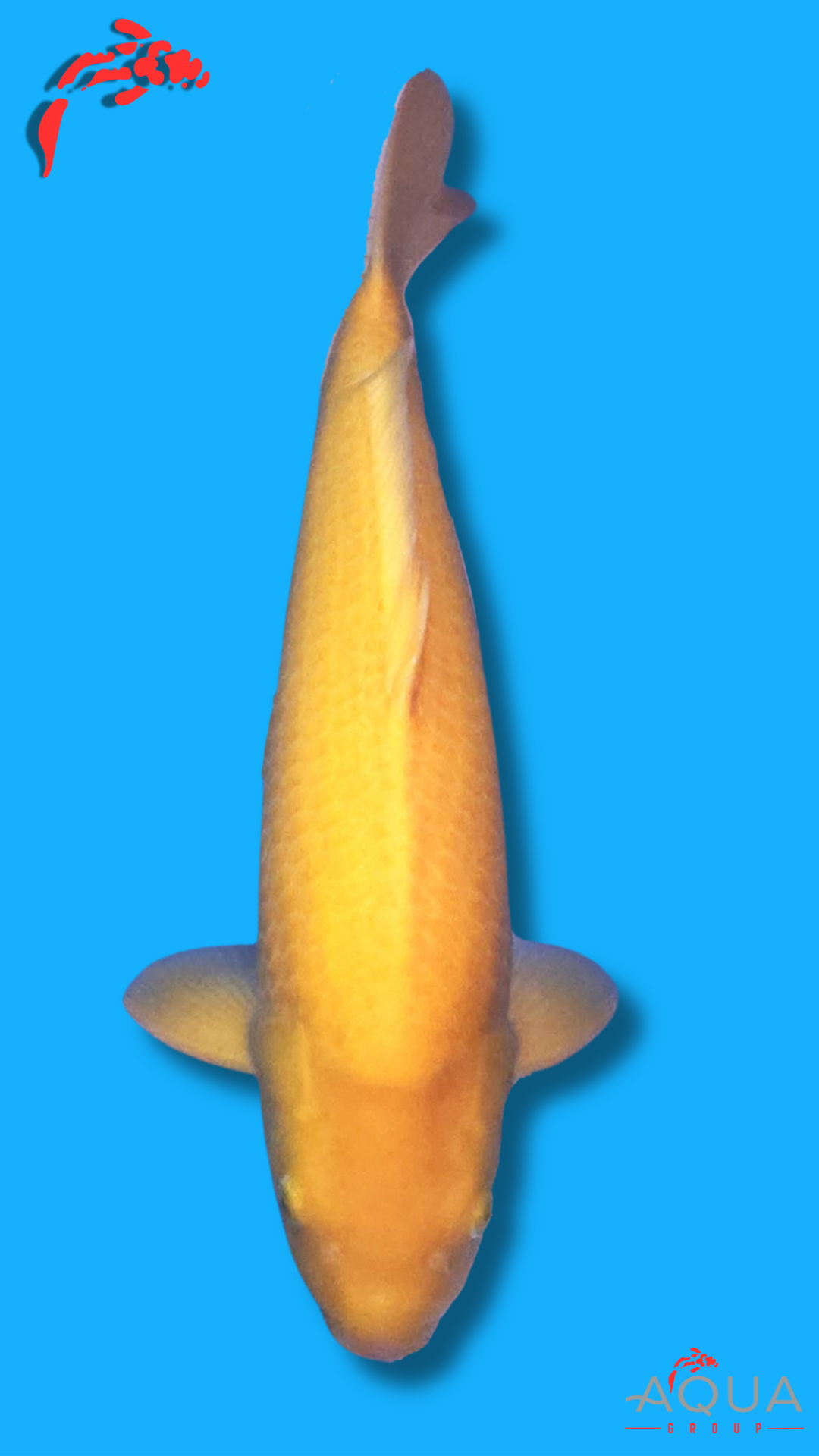 Karashigoi - Okawa - Nisai