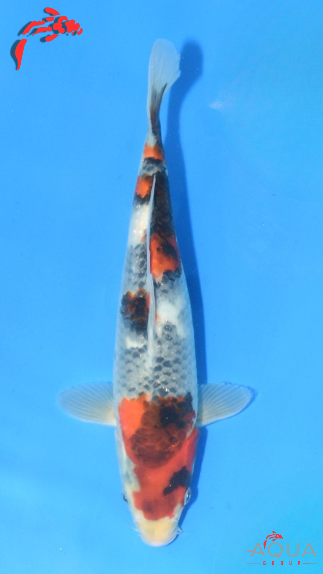 Showa - Maruchiku - Tosai - #13