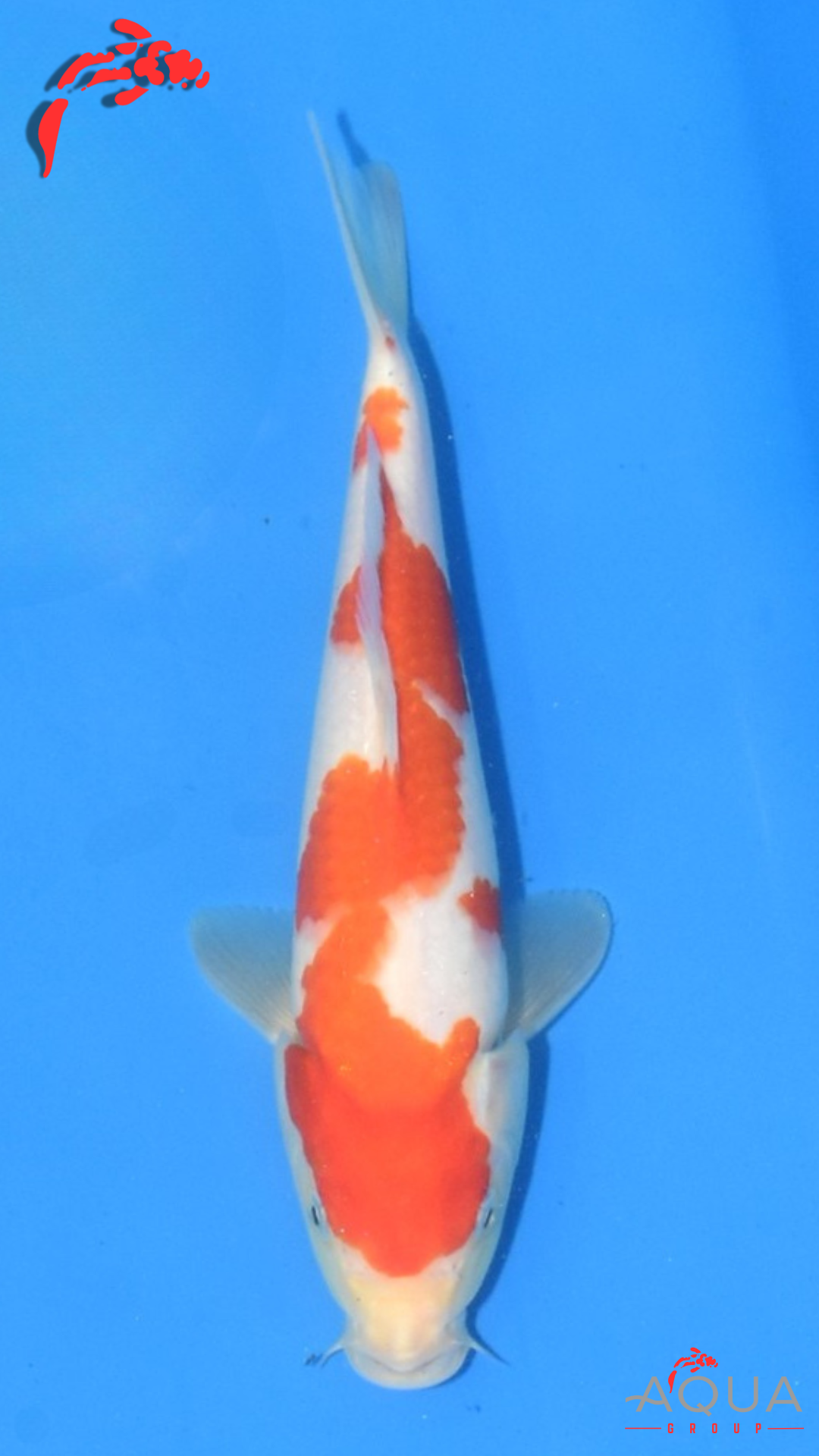 Kohaku - Maruchiku - Tosai - #39