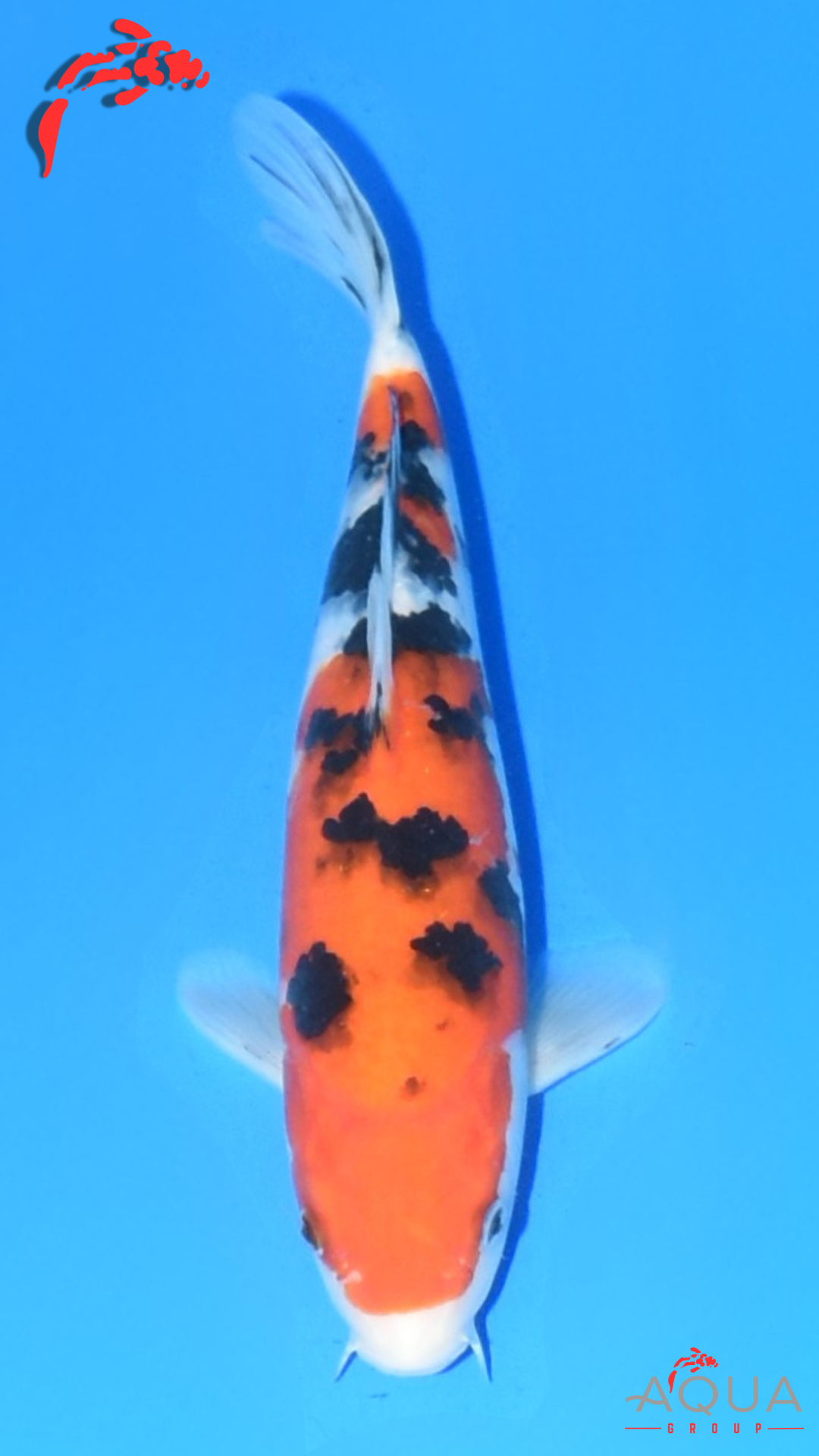 Sanke - Suetsugu - Tosai - #03