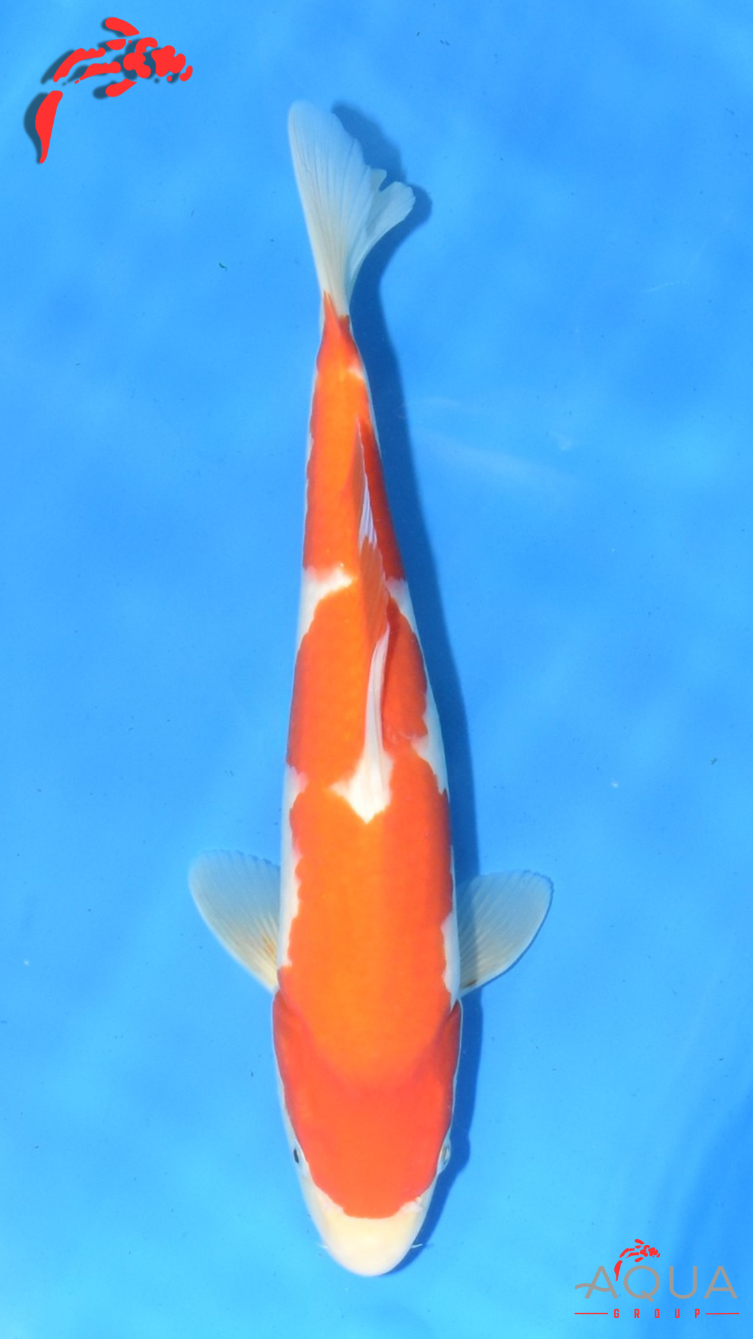 Kohaku - Maruchiku - Tosai - #22