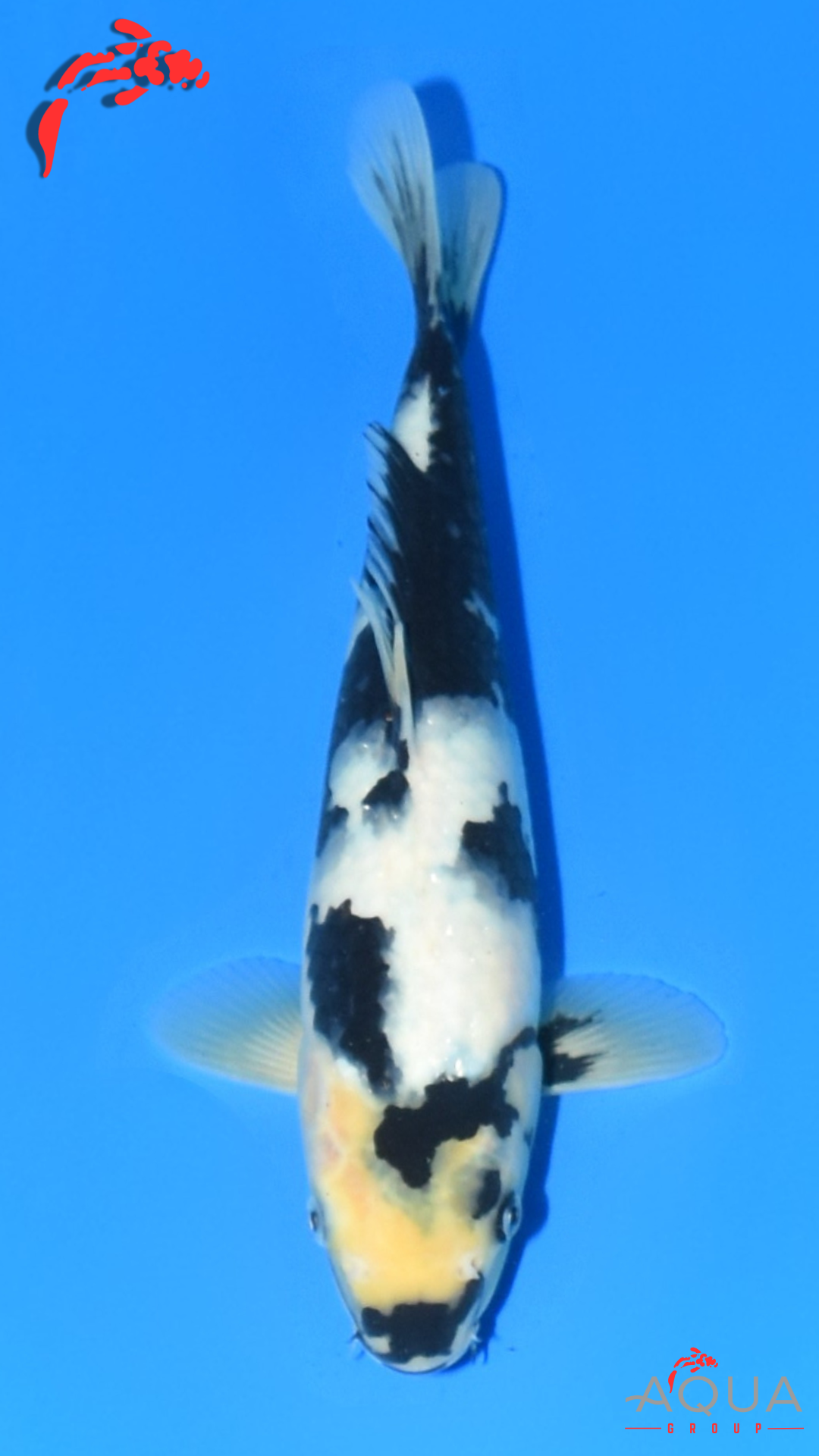 Shiro Utsuri - Suetsugu - Tosai - #01