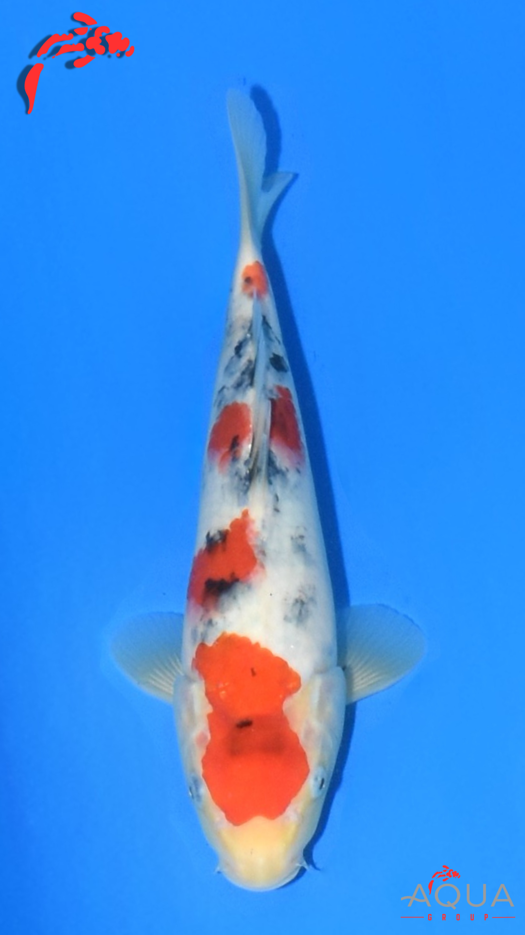 Sanke - Suetsugu - Tosai - #09