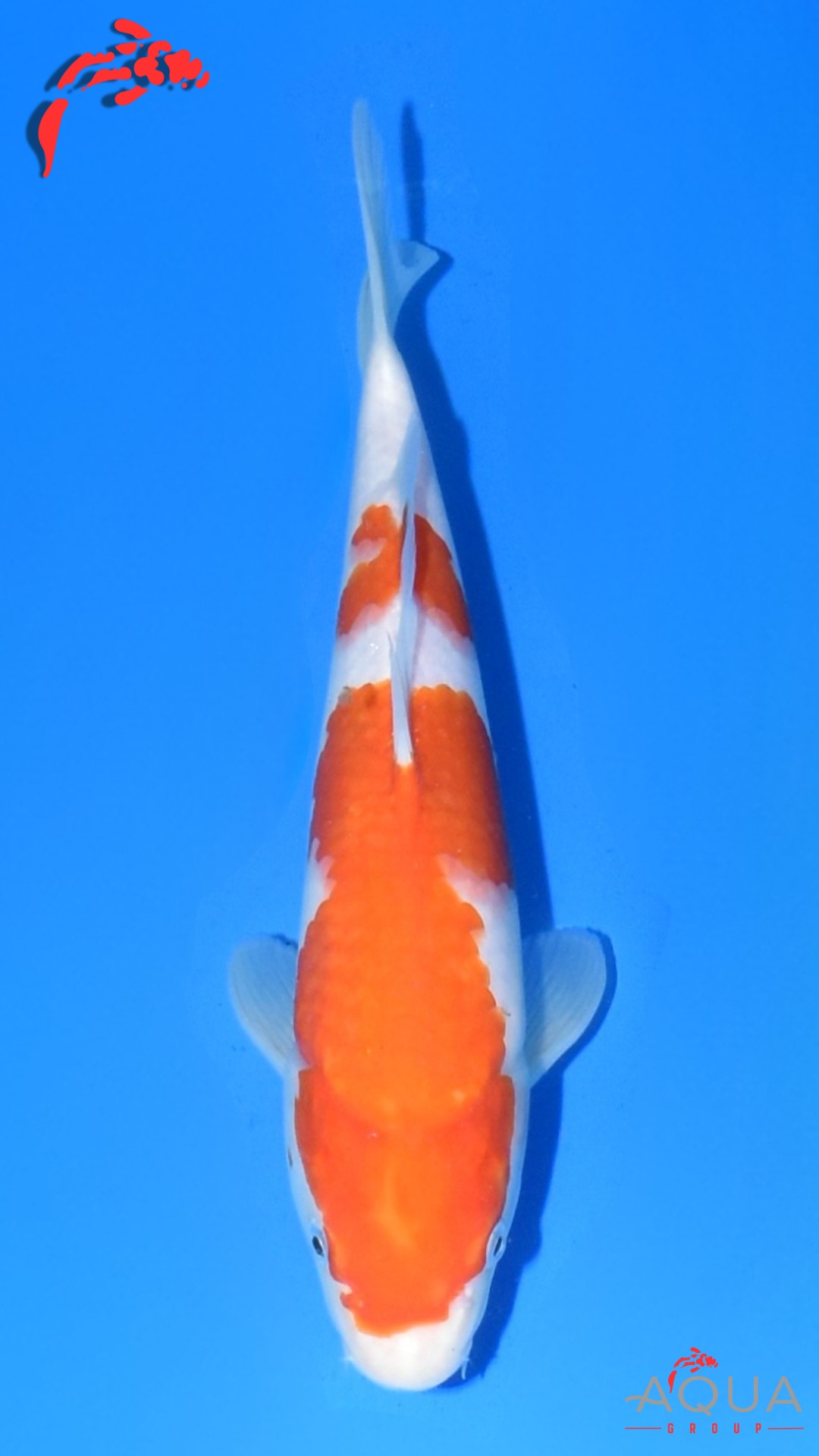 Kohaku - Suetsugu - Tosai - #03