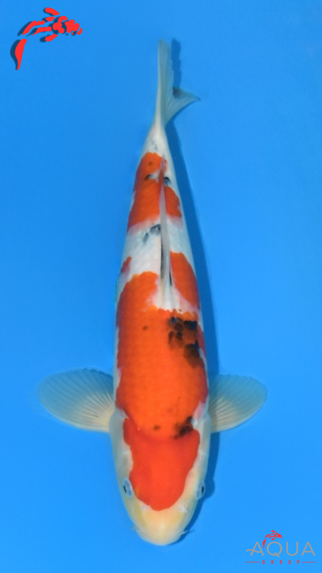 Sanke - Matsue - Tosai - #02