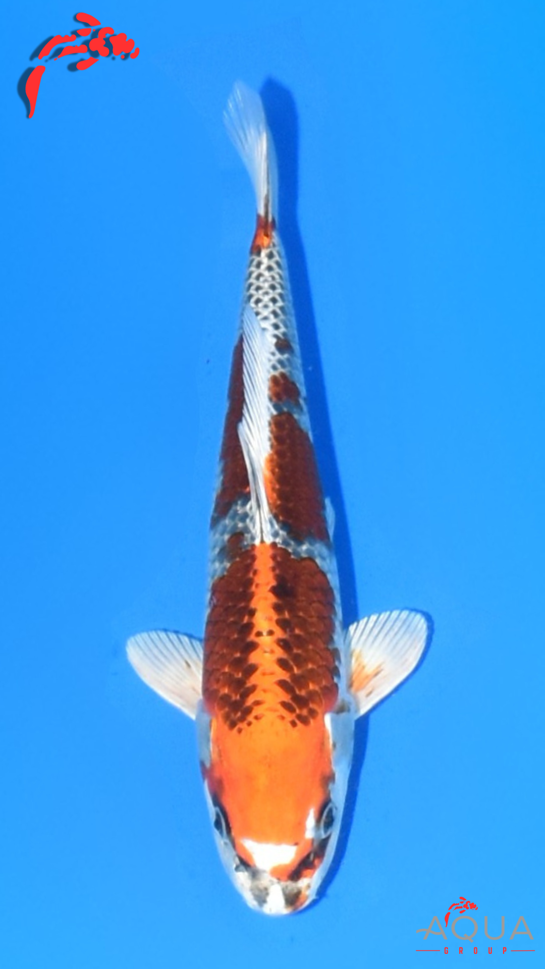 Kujaku - Suetsugu - Tosai - #04