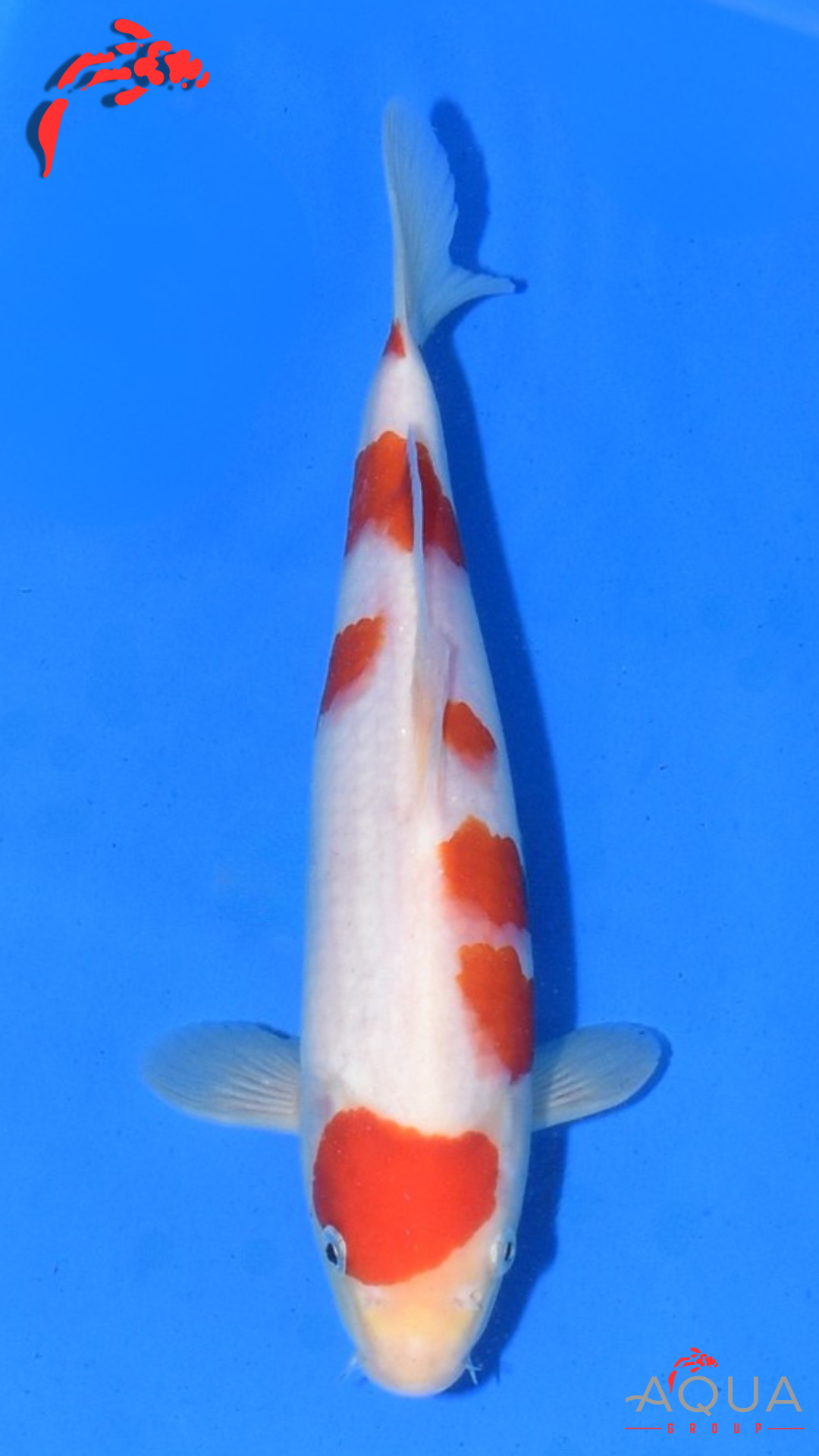 Kohaku - Maruchiku - Tosai - #07