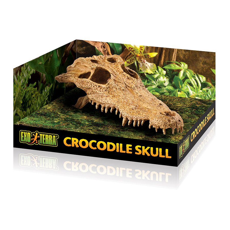 Crocodile Skull