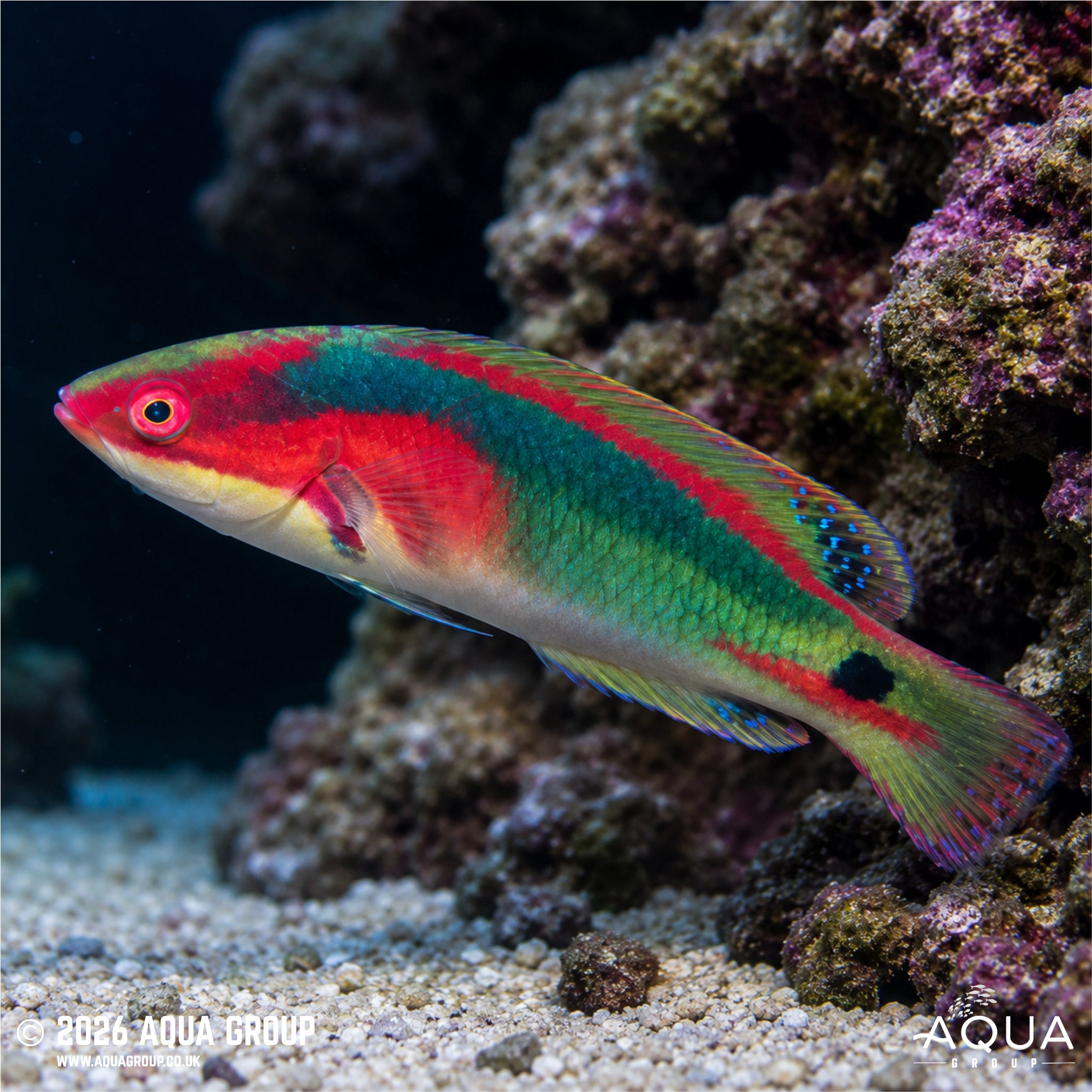 Exquisitus Wrasse - Cirrhilabrus exquisitus - Aqua Group