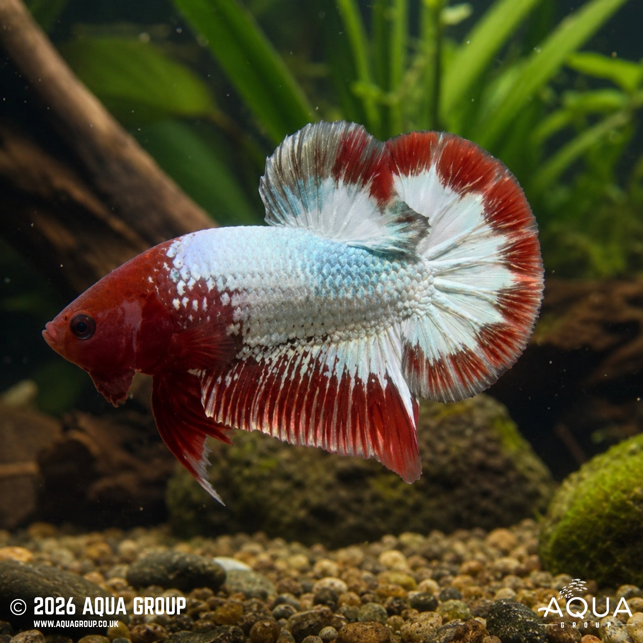FCCP Plakat - Betta splendens #14