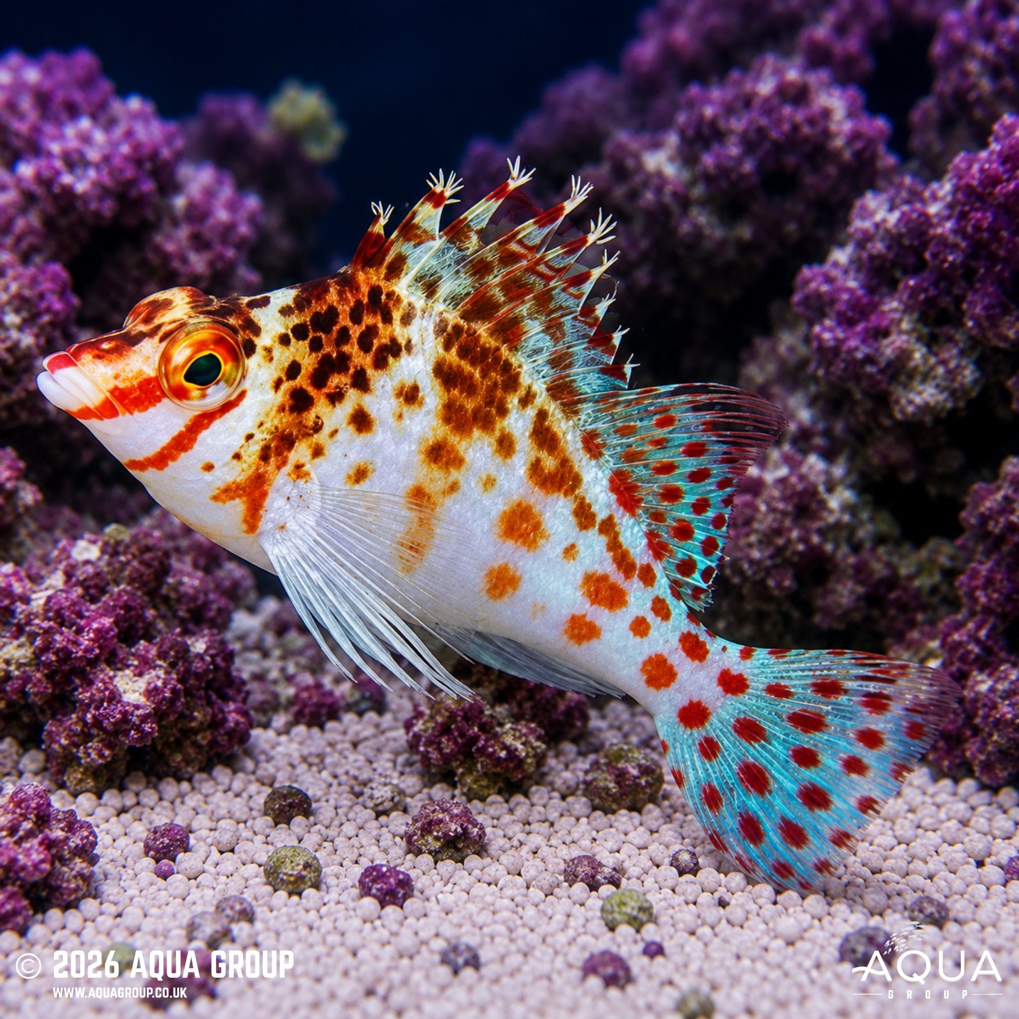 Falco Hawkfish - Cirrhitichthys falco