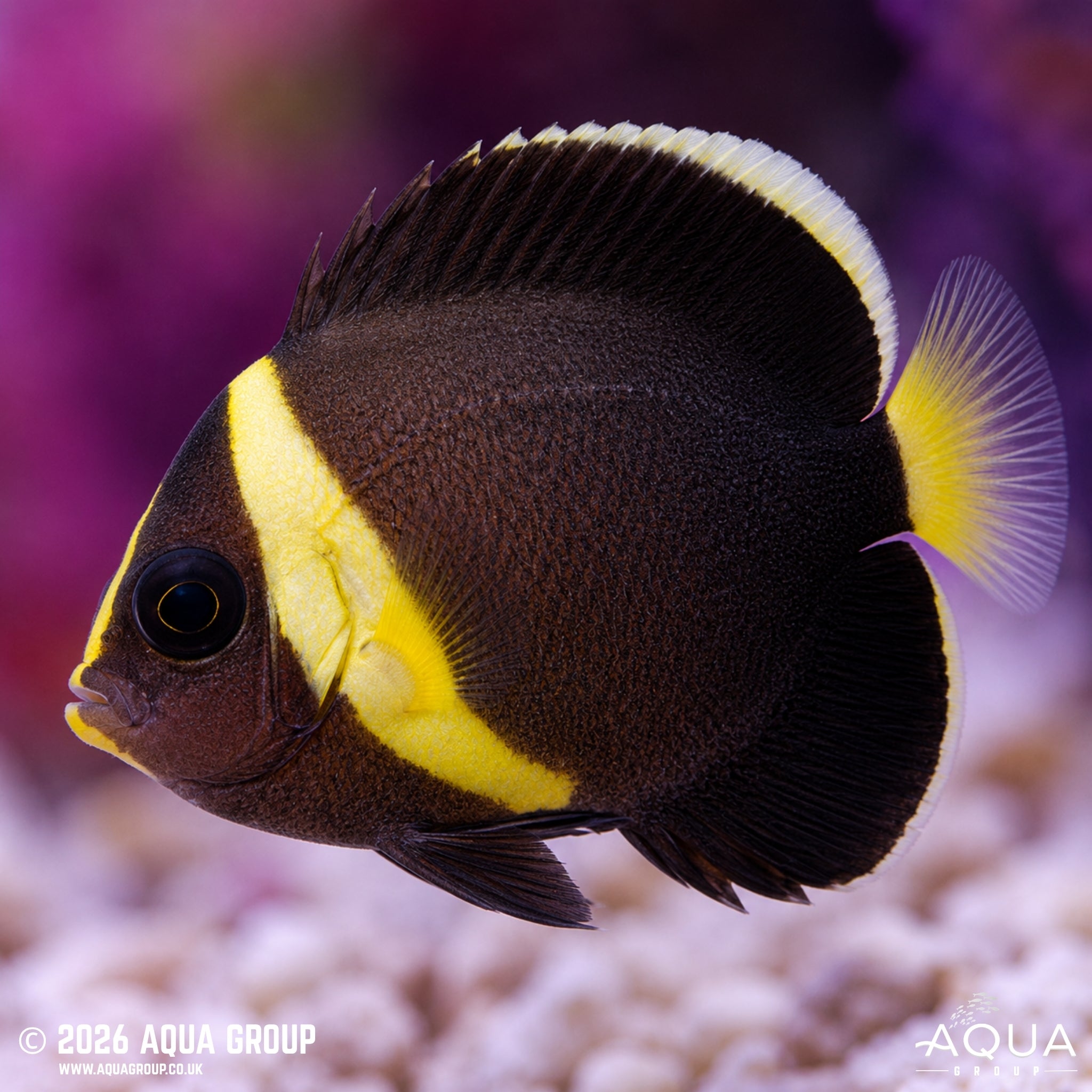 False Personifer Angelfish - Chaetodontoplus meredithi