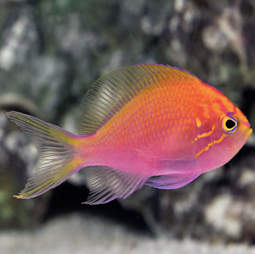 Fat Head Anthias - Aqua Group