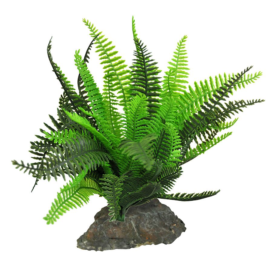 Fern