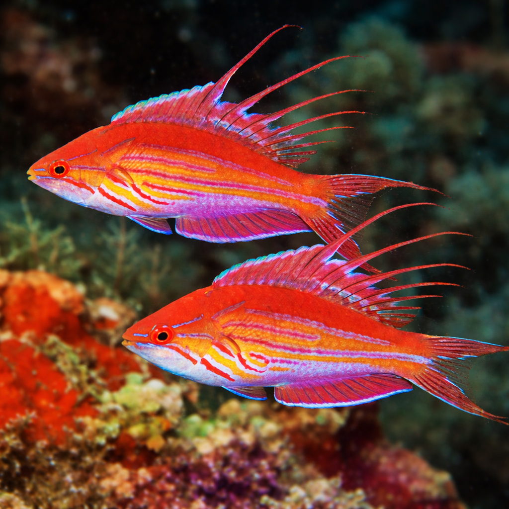 Filamentosus Flasher Wrasse - Aqua Group