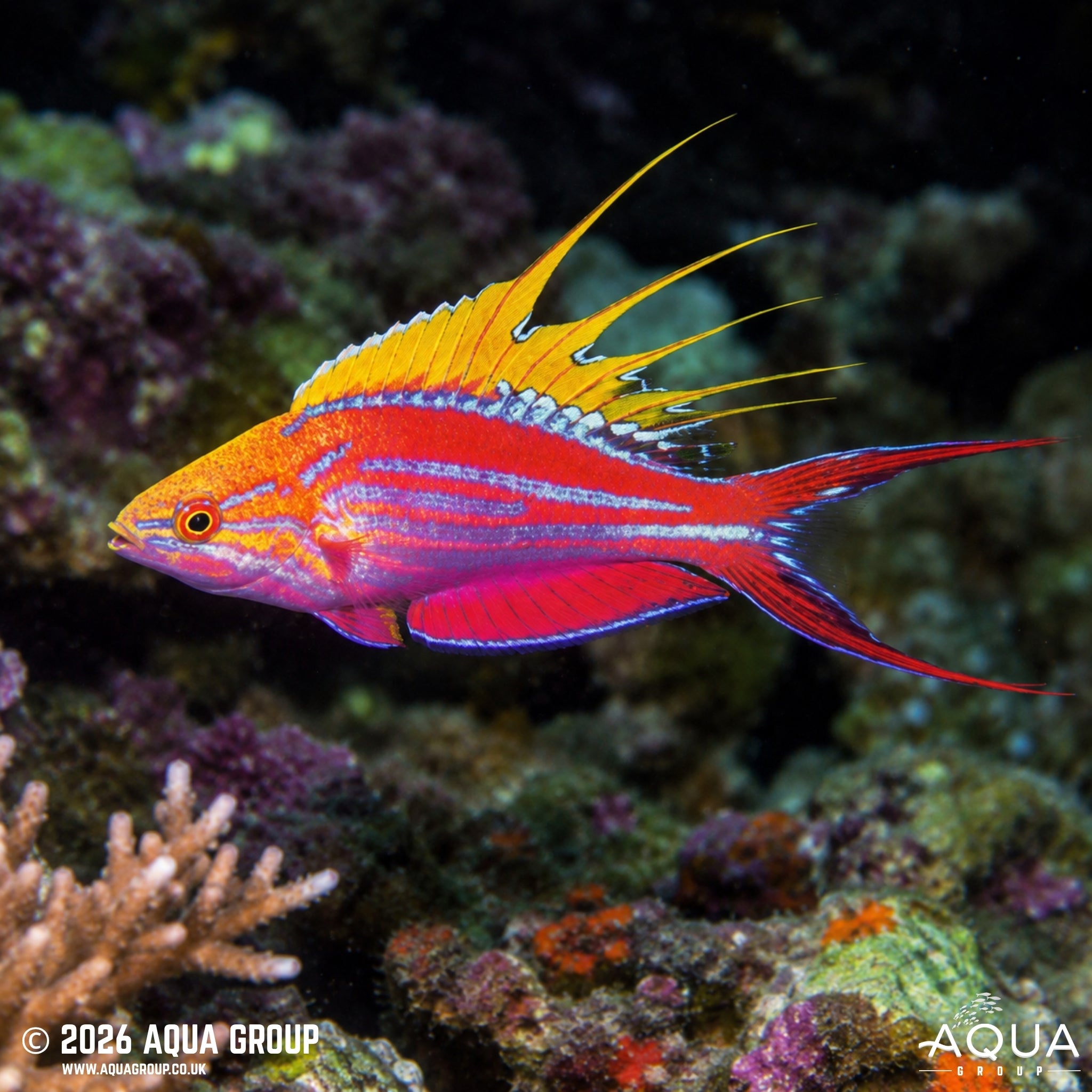 Filamentosus Flasher Wrasse - Paracheilinus filamentosus - Aqua Group