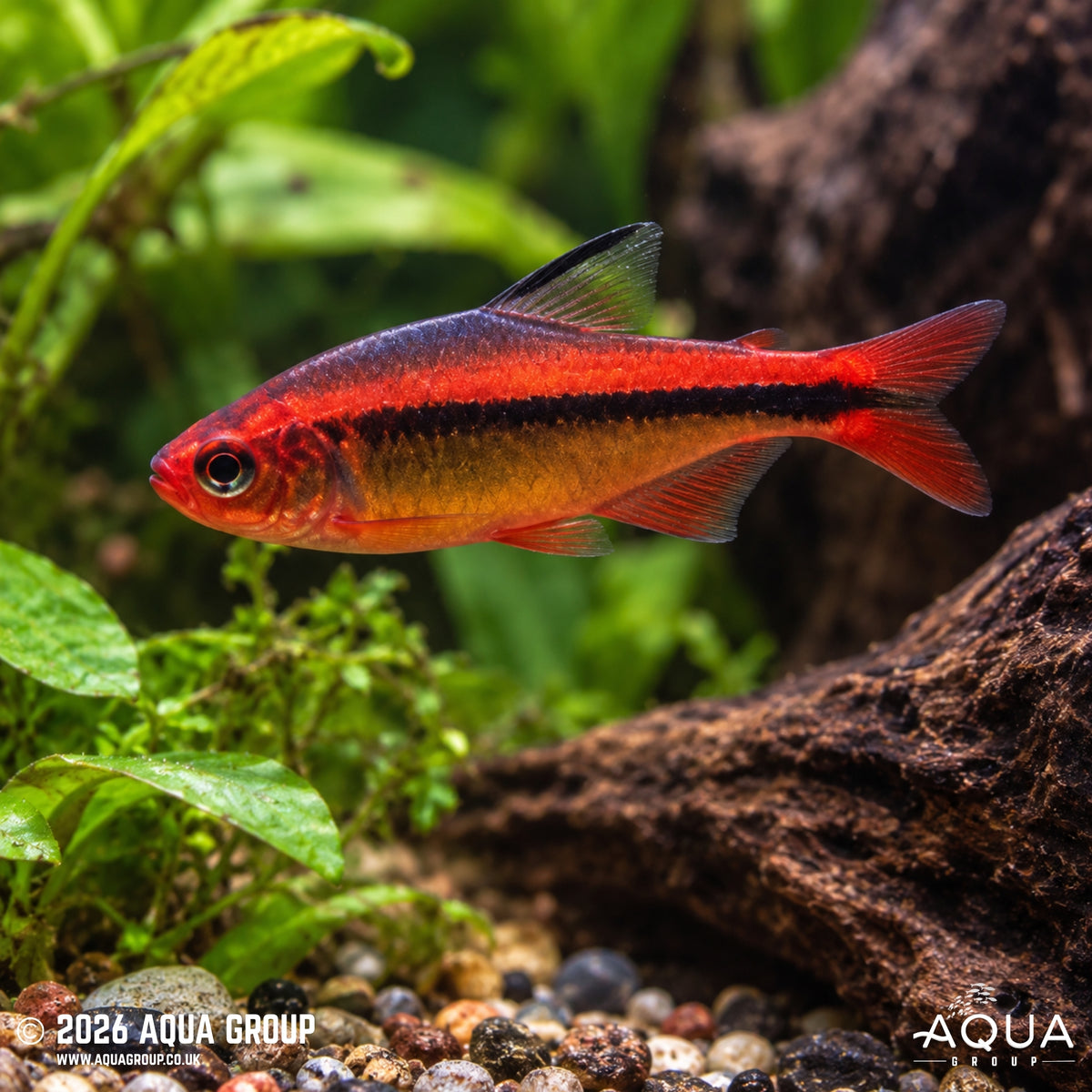 Fire Ant Tetra - Hyphessobrycon myrmex