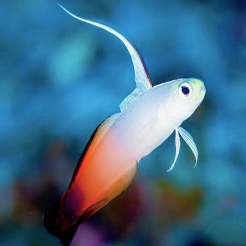 Firefish - West Ind Ocean