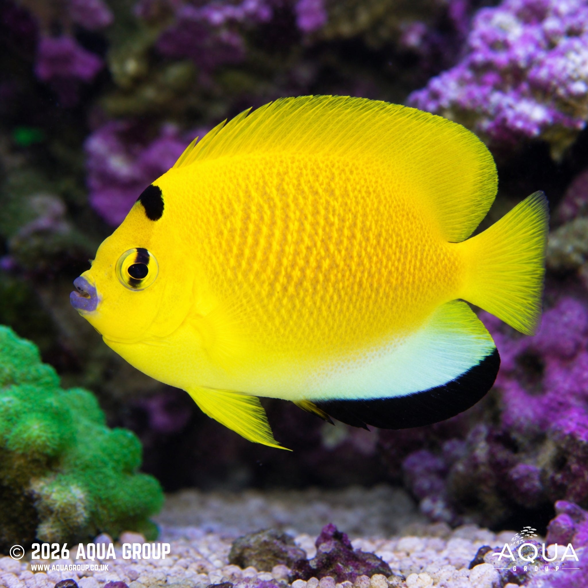 Flagfin Angelfish - Apolemicthys trimaculatus