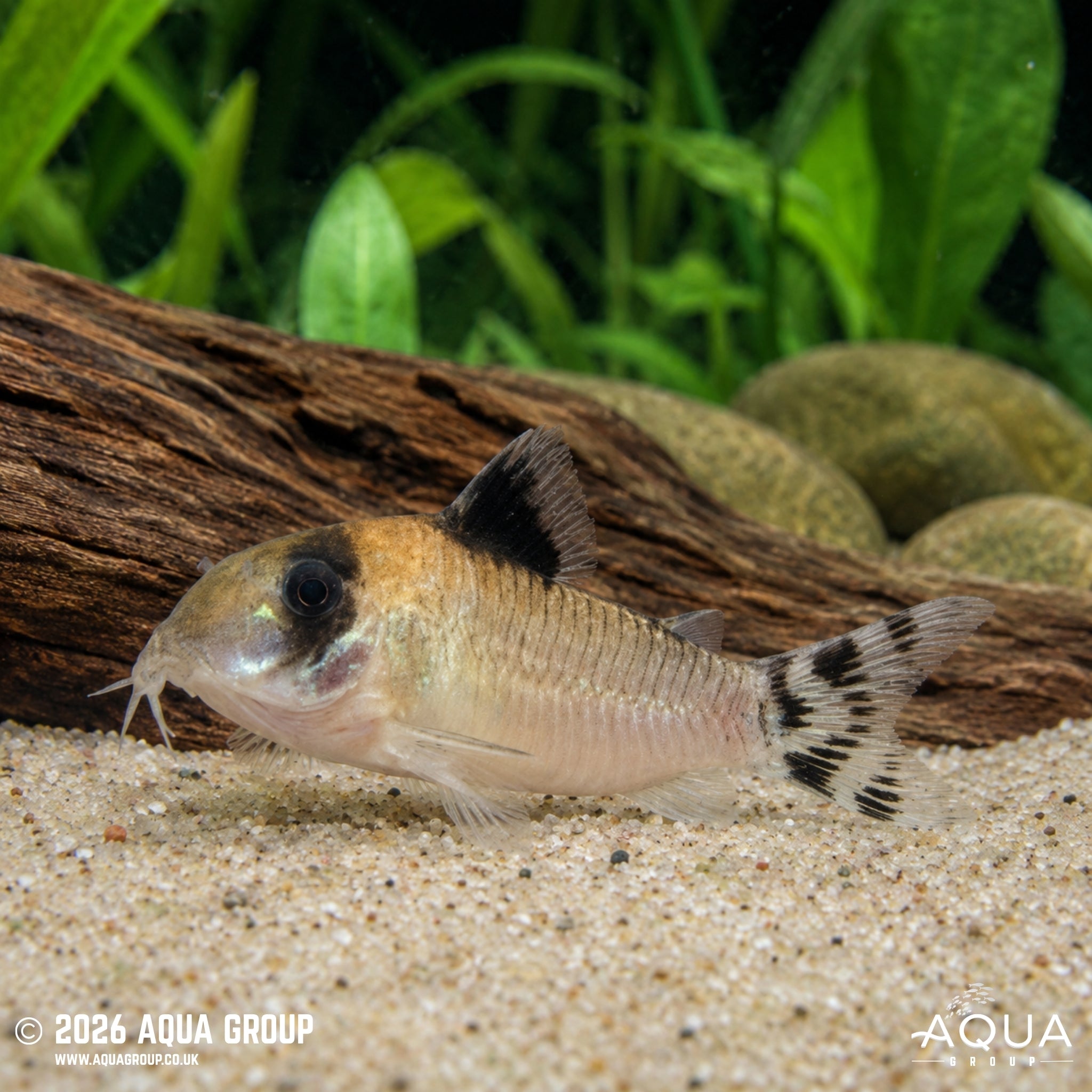 Flagtailed Panda Corydoras - Hoplisoma oiapoquensis