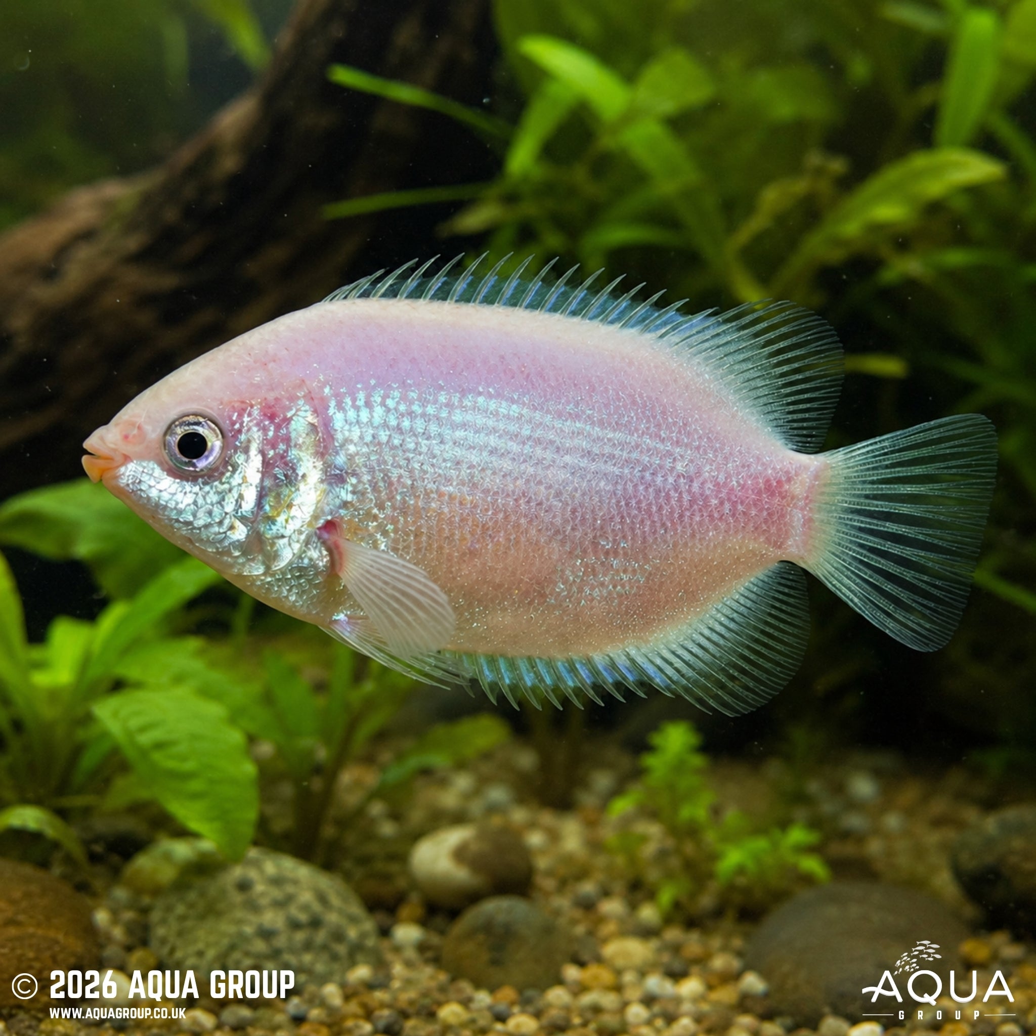 Kissing Gourami - Helostoma temminckii