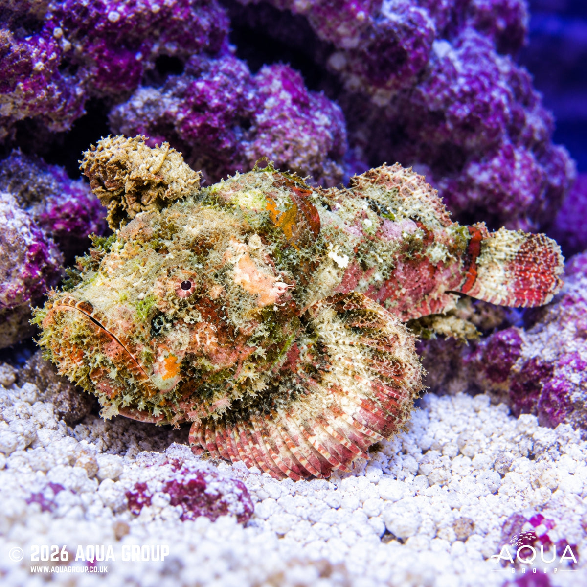 Flashing Devil Scorpionfish - Scorpaenopsis diabolus