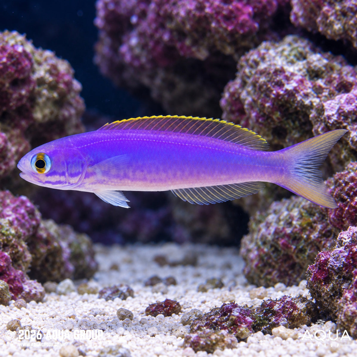 Flashing Tilefish - Hoplolatilus chlupatyi
