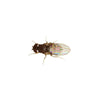 Flightless Fruitfly Flies
