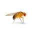 Flightless Golden Fruit Fly Culture