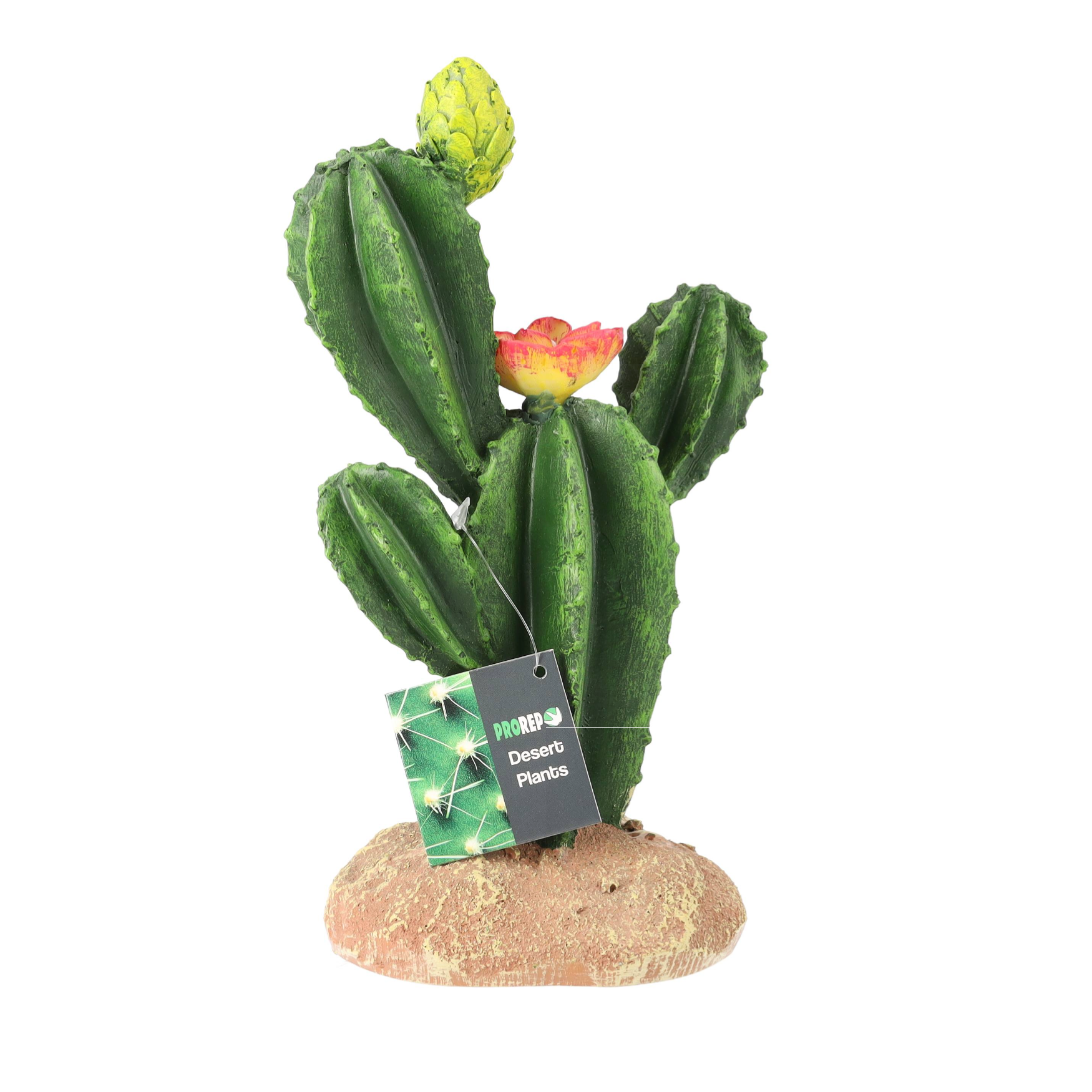 Flowering Cactus - Medium