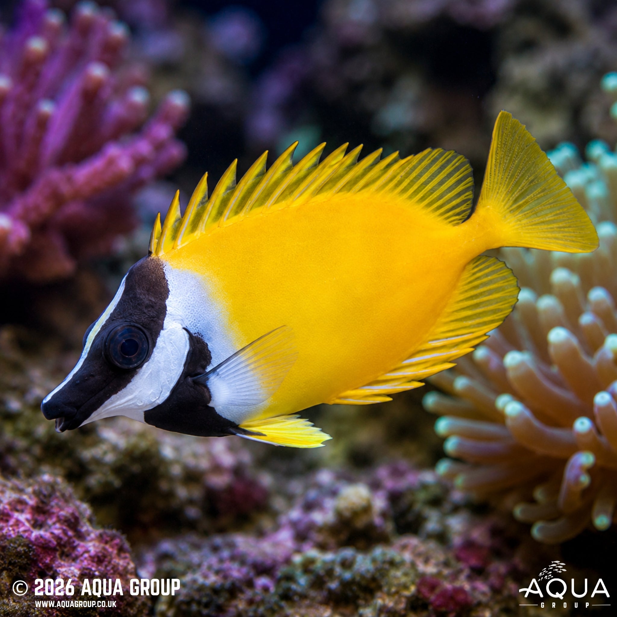 Fox Face - Siganus Vulpinus - Aqua Group