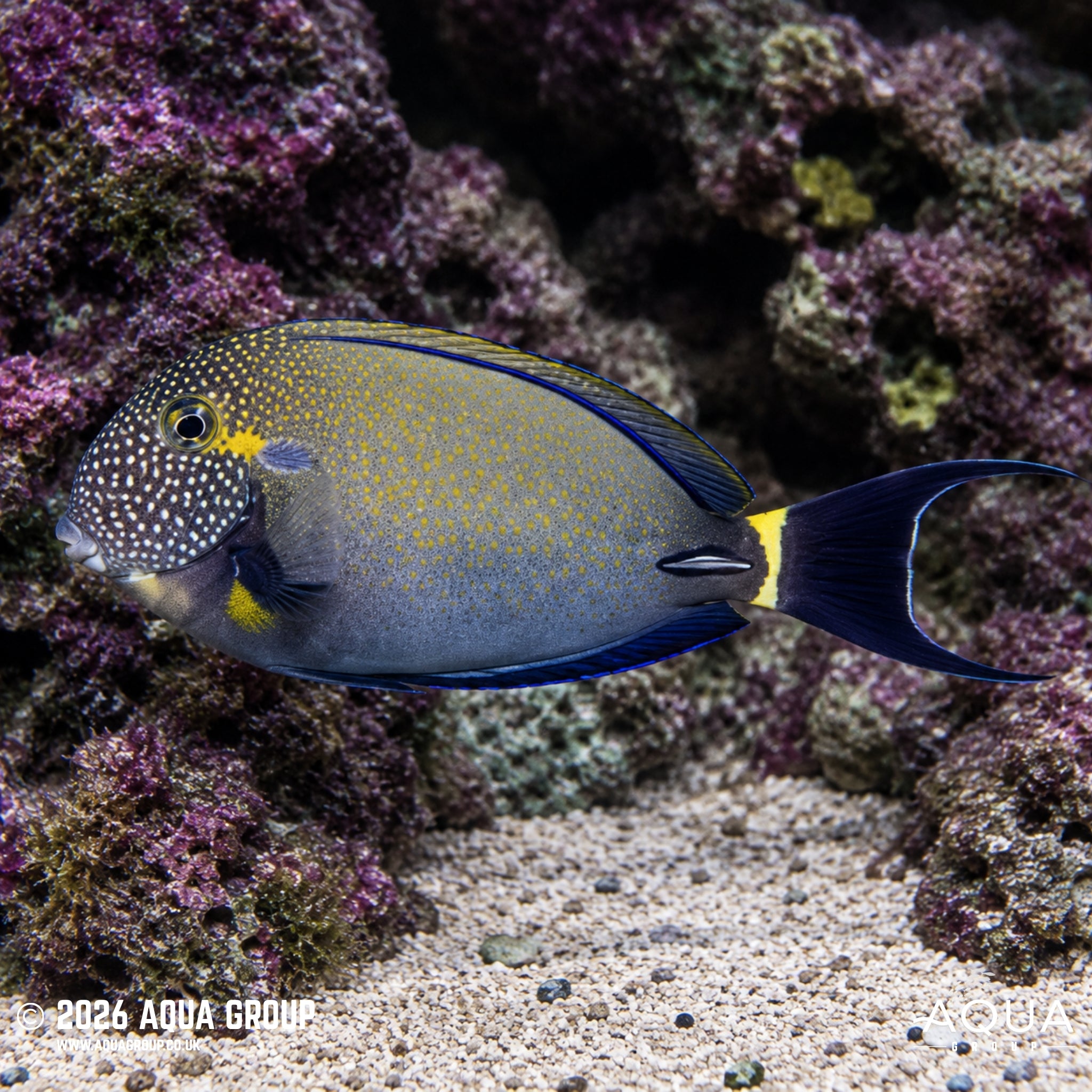 Freckle Face Tang - Acanthurus maculiceps