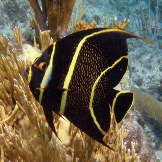 French Angel : J - Aqua Group