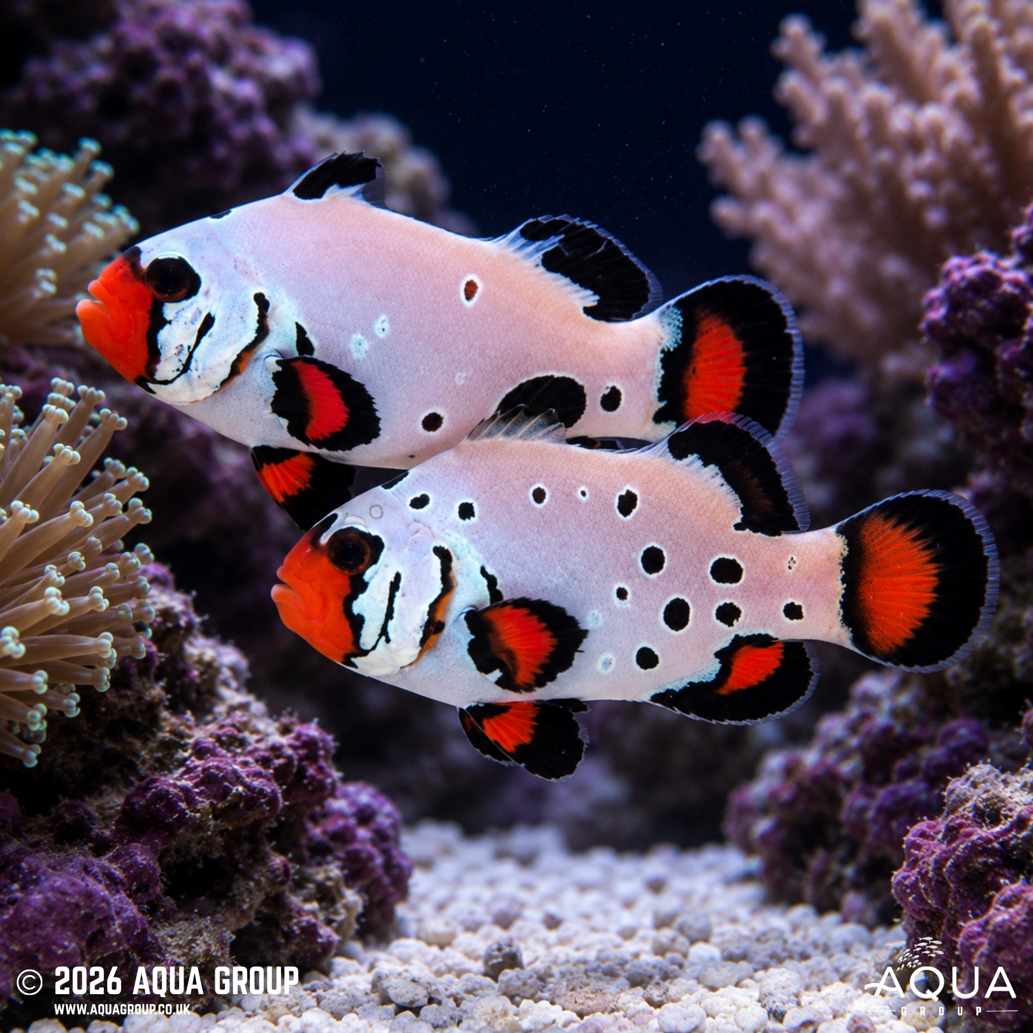 Frostbite Clownfish - Amphiprion ocellaris