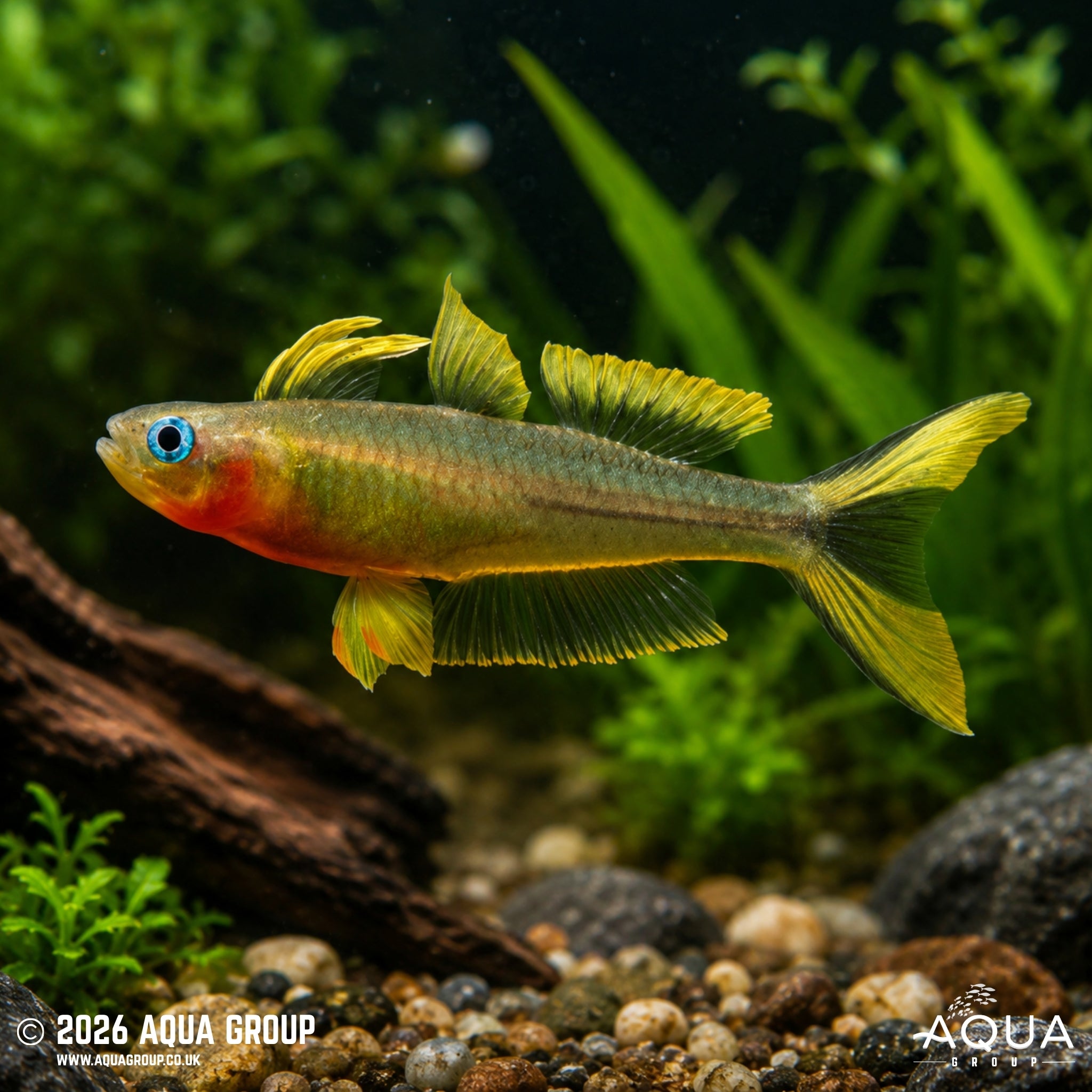 Furcatus Rainbowfish - Pseudomugil furcatus