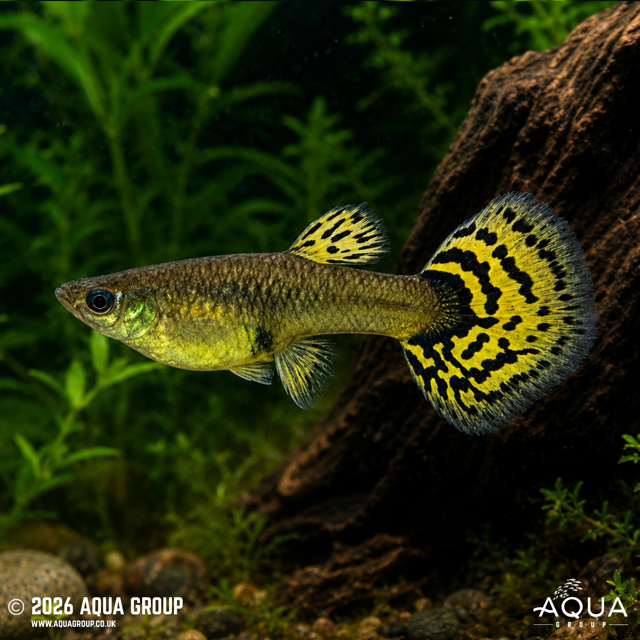 Galaxy Mosaic Guppy - Poecilia reticulata