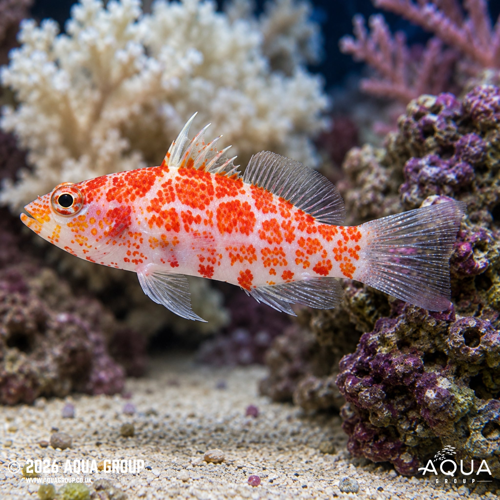 Geometric Hawkfish - Plectranthias altipinnatus