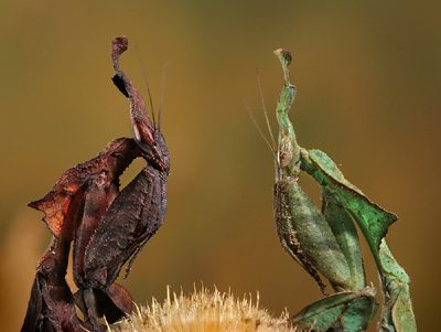 Phyllocrania paradoxa- Ghost Mantis