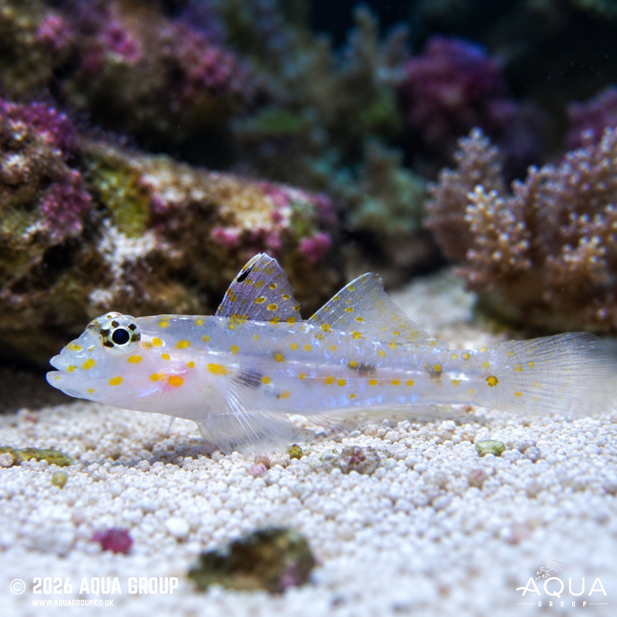 Ghost Goby - Fusigobius Longispinus