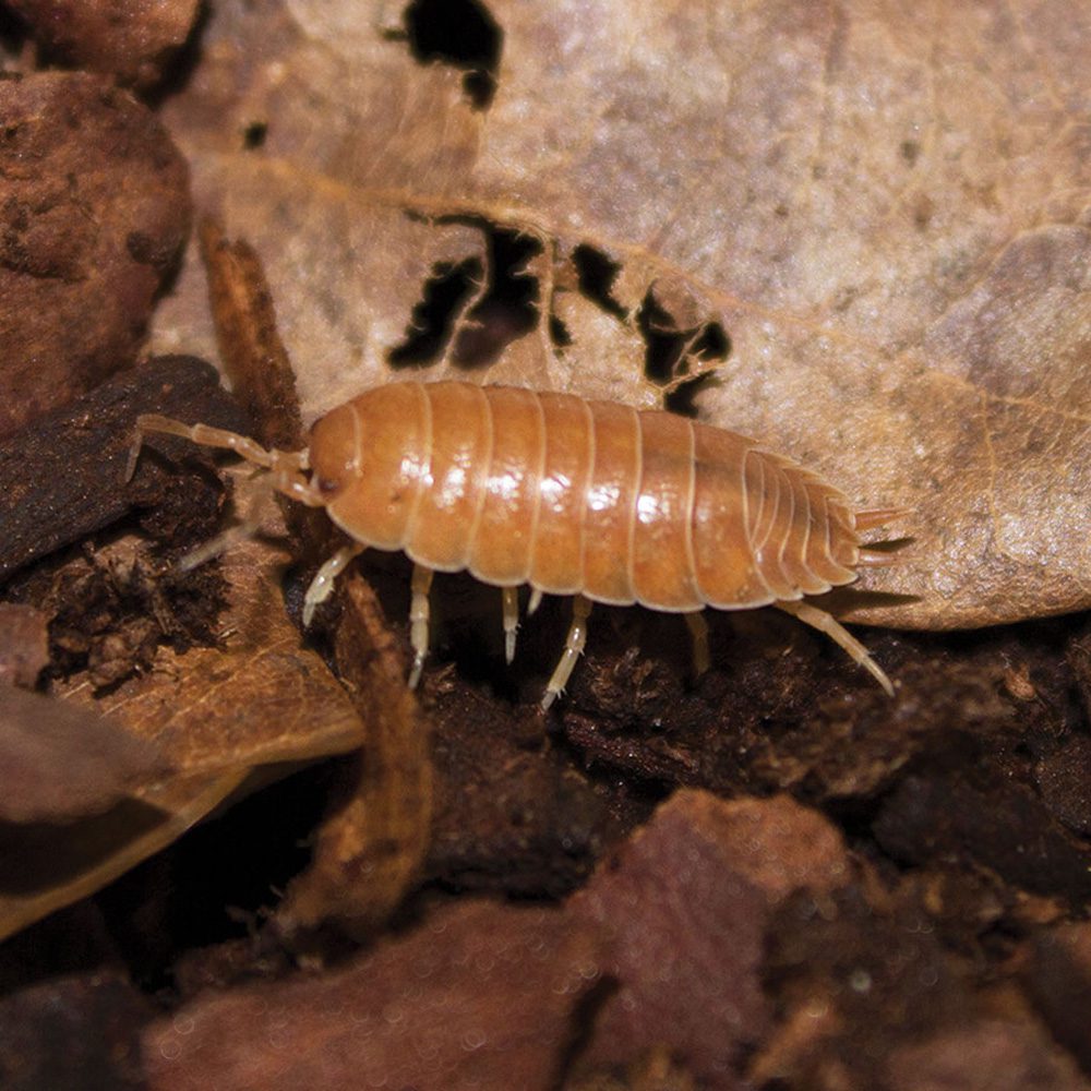 Giant Orange Woodlice Pre-pack