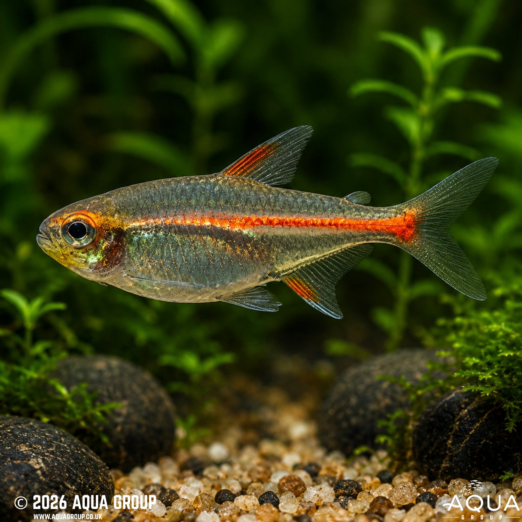 Glowlight Tetra - Hemigramus erythrozonus - Aqua Group
