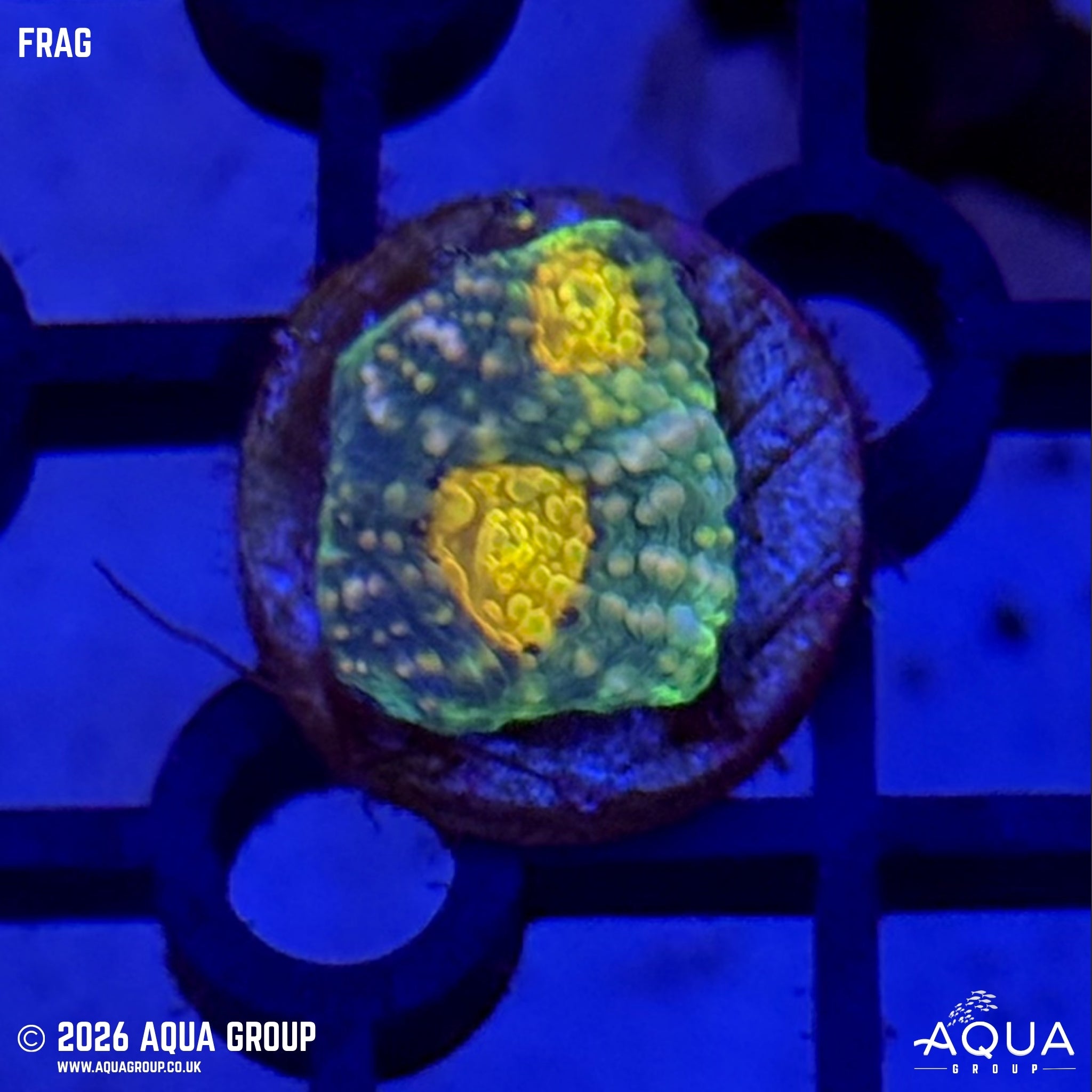 Gold Dotted Echinata - Acanthastrea echinata
