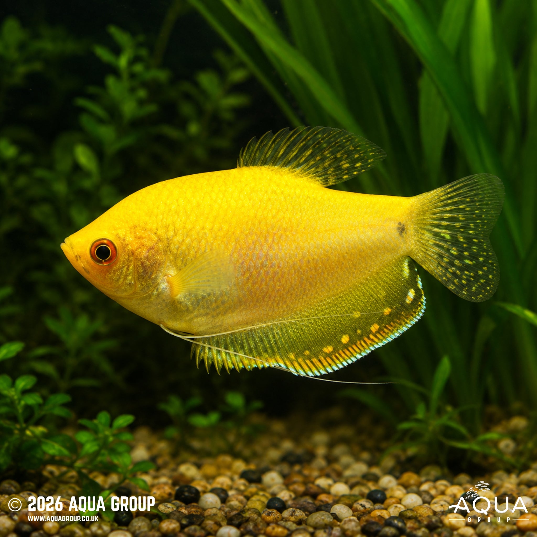 Gold Gourami - Trichopodus trichopterus